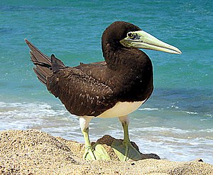 Brown Booby, the commonest of the boobies alon...