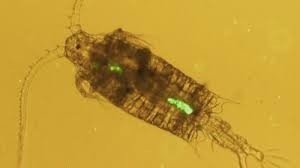 plastic plankton pollution #plastic