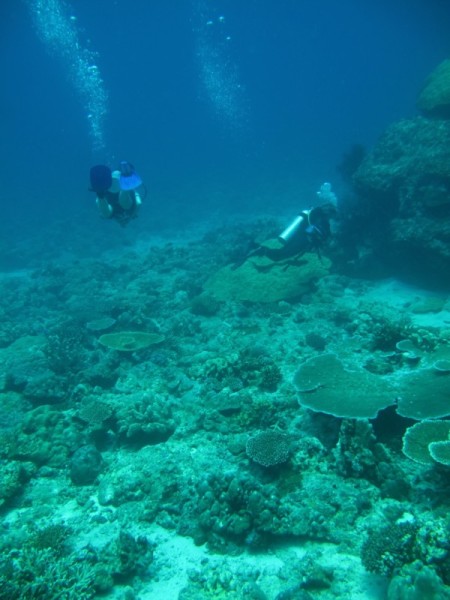 Corals & Micro Plastics